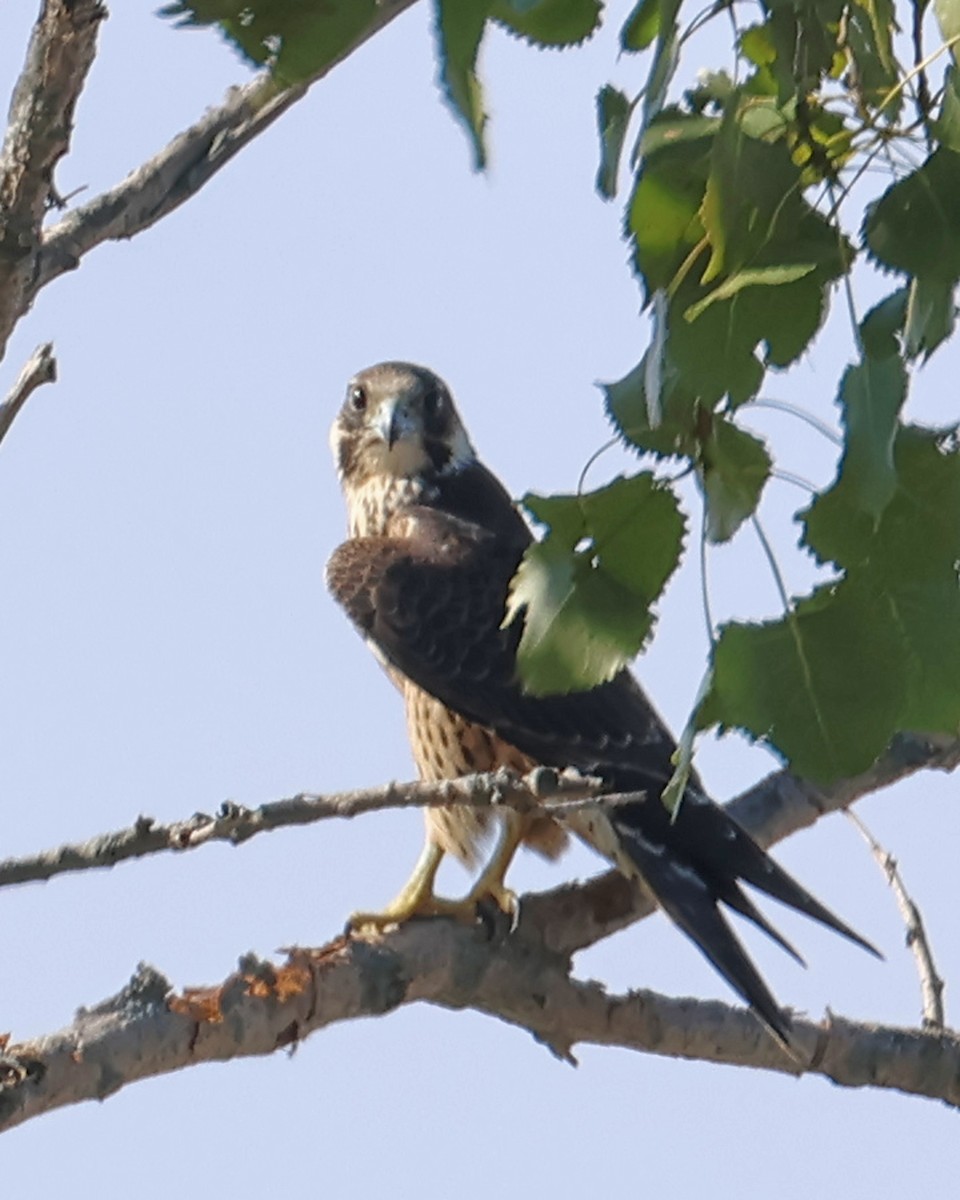 Peregrine Falcon - ML623323934