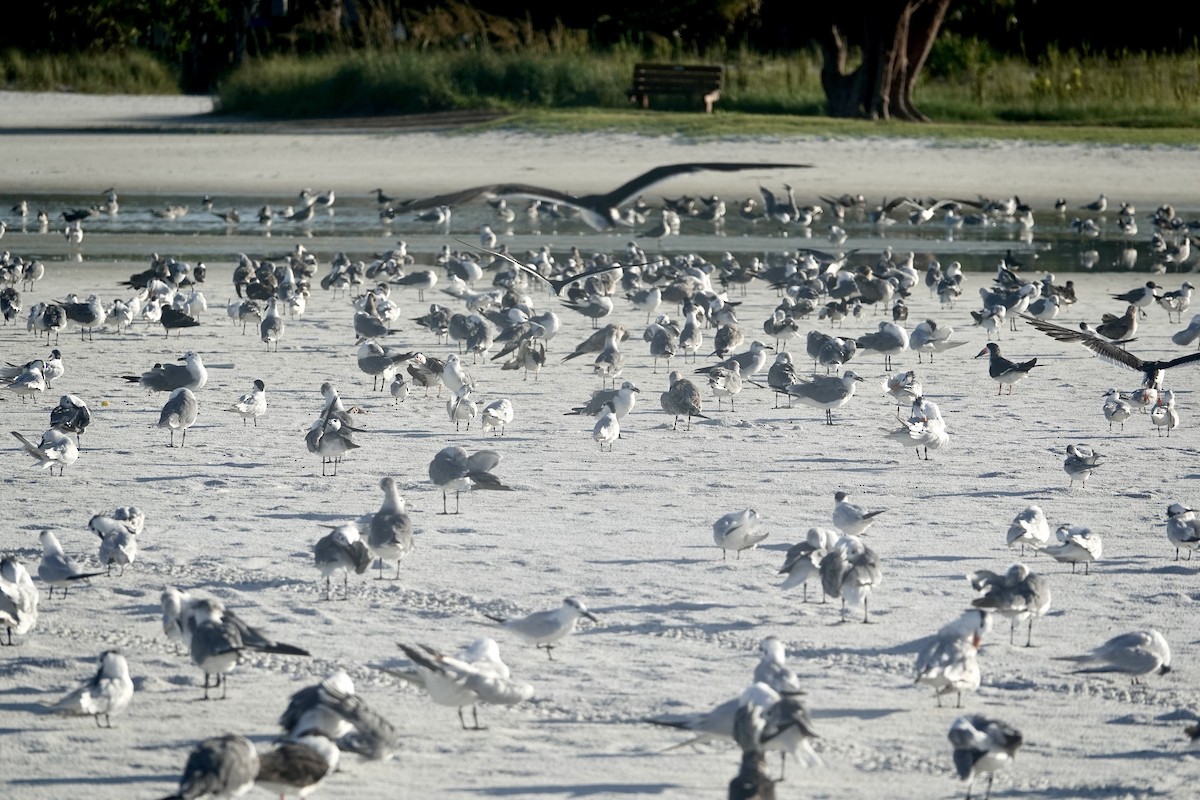 Laughing Gull - ML623323936