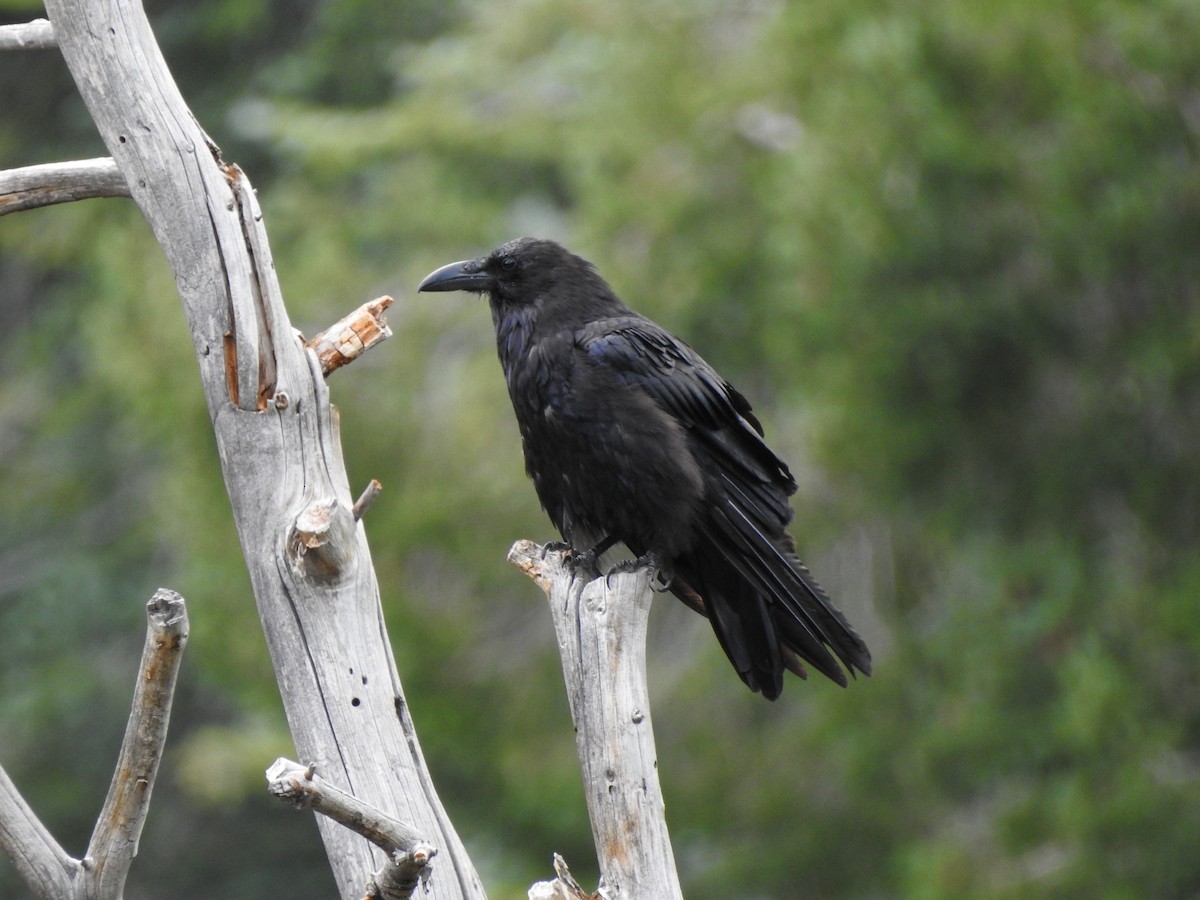 Common Raven - ML623323940