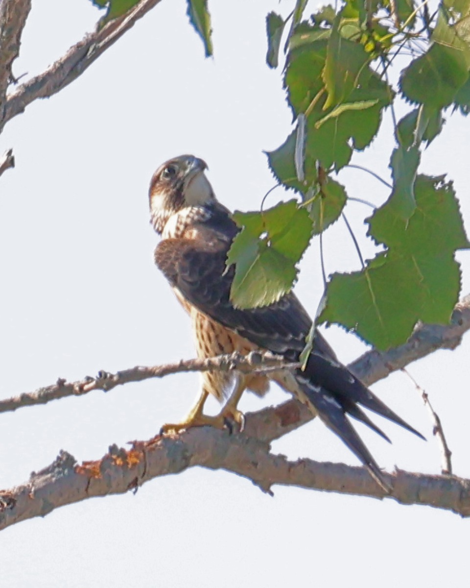 Peregrine Falcon - ML623323941