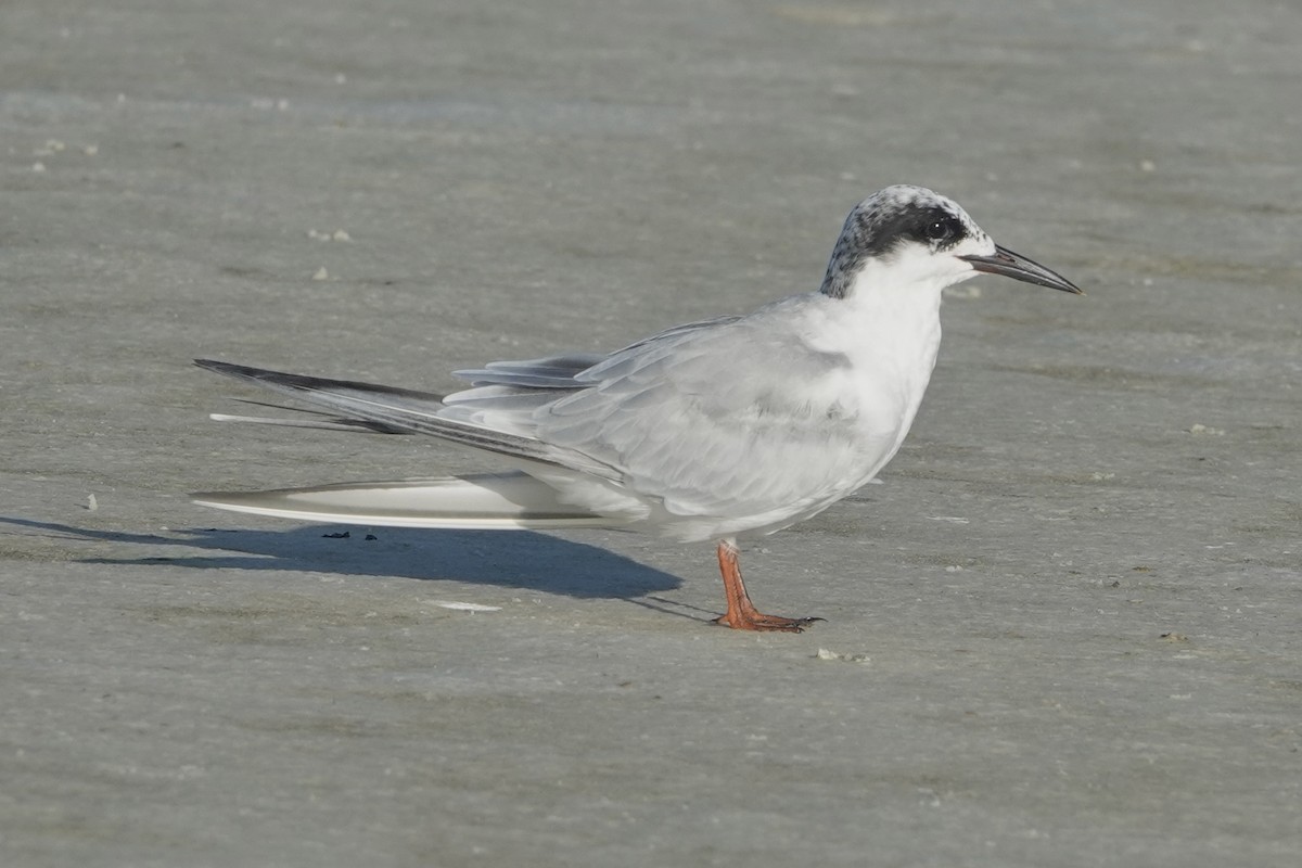 Forster's Tern - ML623323951