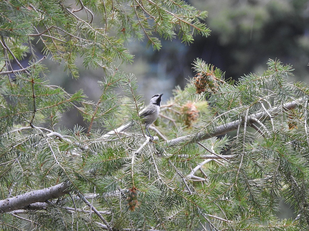 Mountain Chickadee - ML623323965