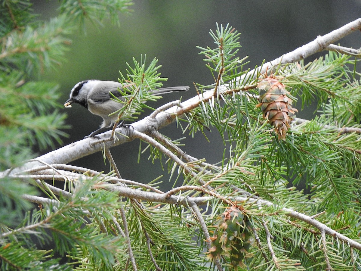 Mountain Chickadee - ML623323966