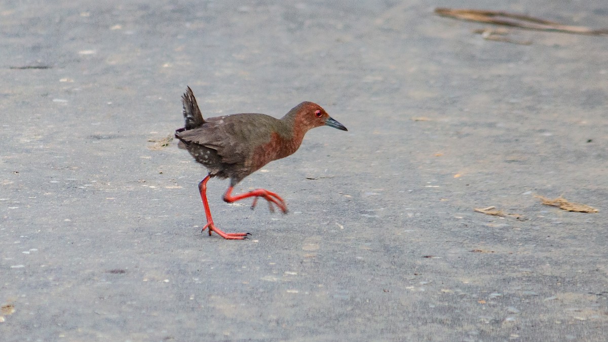 Ruddy-breasted Crake - Dipankar Dev