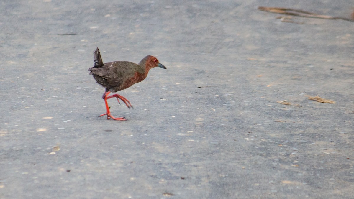 Ruddy-breasted Crake - ML623323975