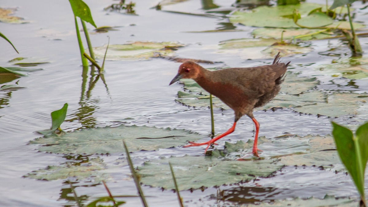 Ruddy-breasted Crake - ML623323977