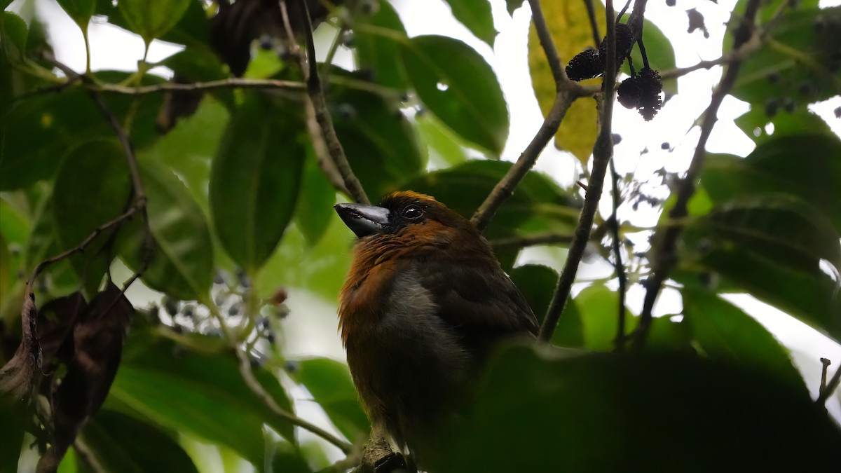 Prong-billed Barbet - ML623324060