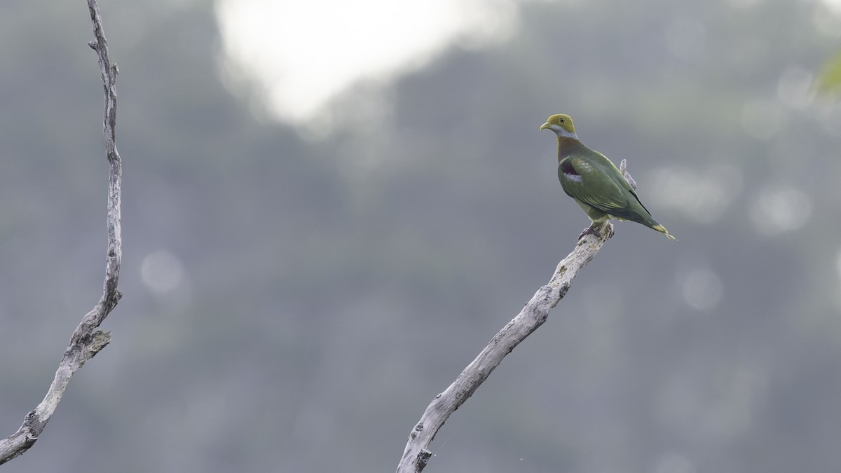 Ornate Fruit-Dove (Eastern) - ML623324135