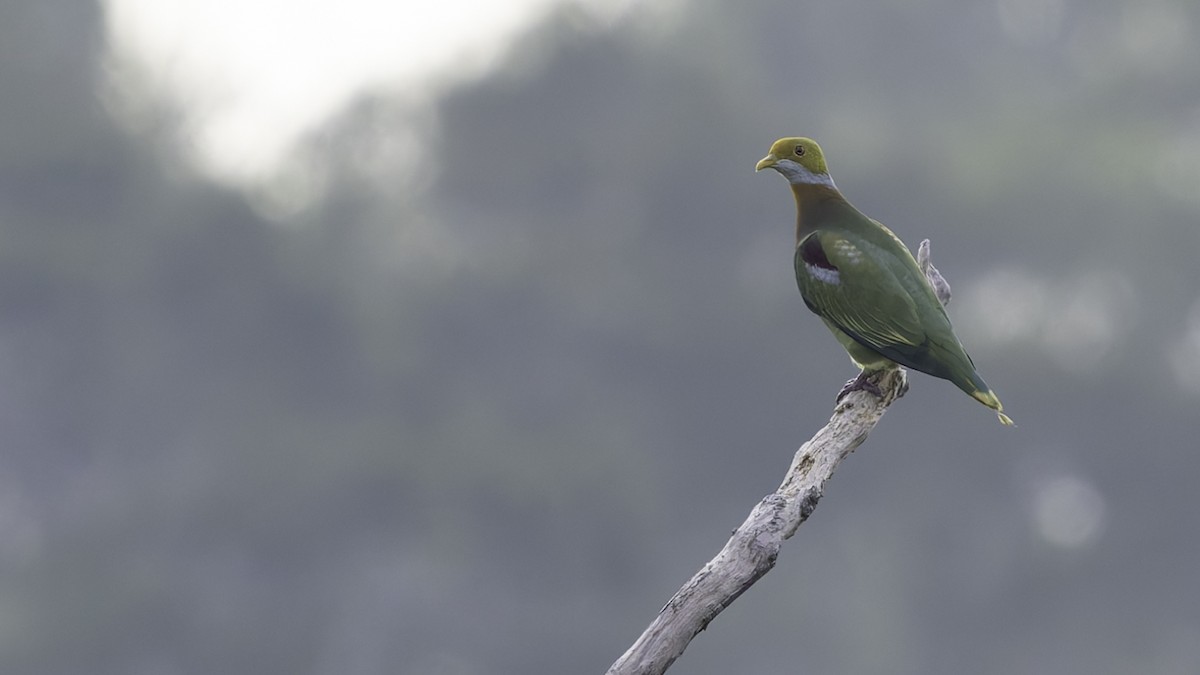 Ornate Fruit-Dove (Eastern) - ML623324137