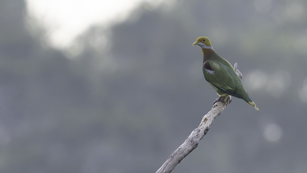 Ornate Fruit-Dove (Eastern) - ML623324138