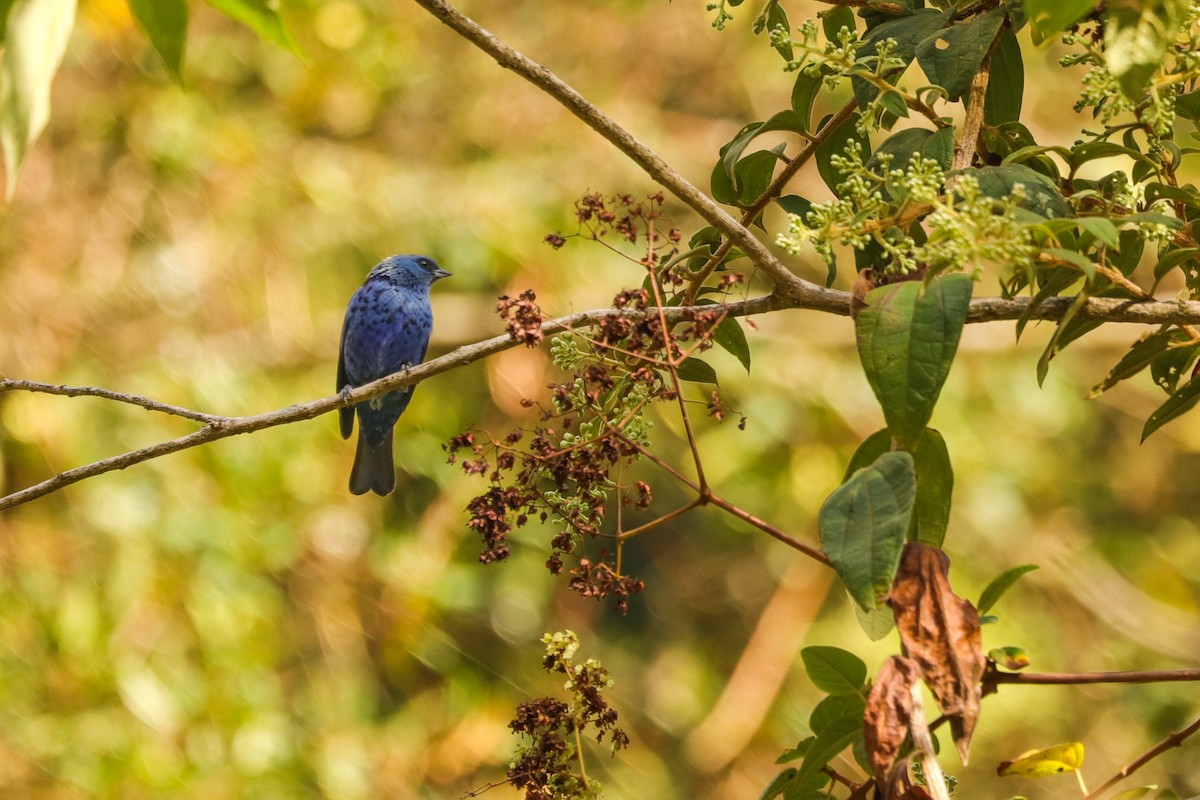 Blue-and-black Tanager - ML623324145