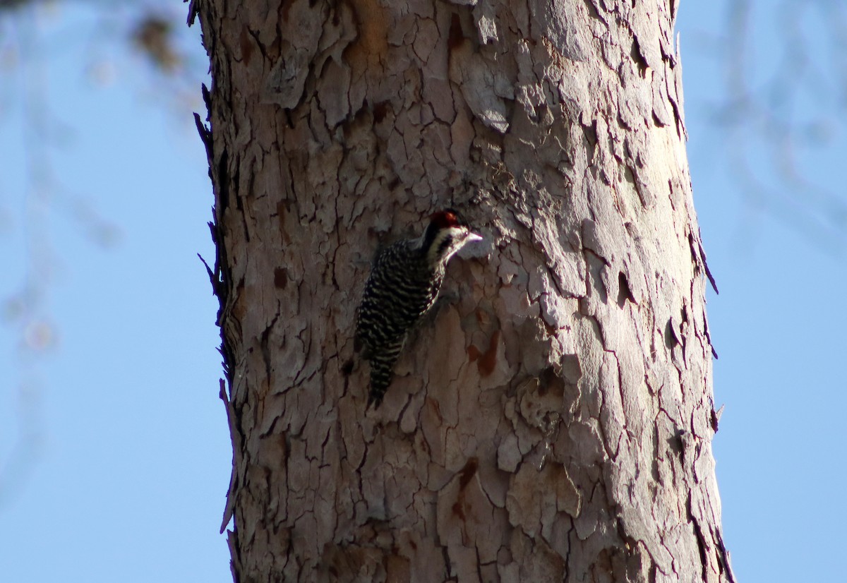 Striped Woodpecker - Patricio Camacho