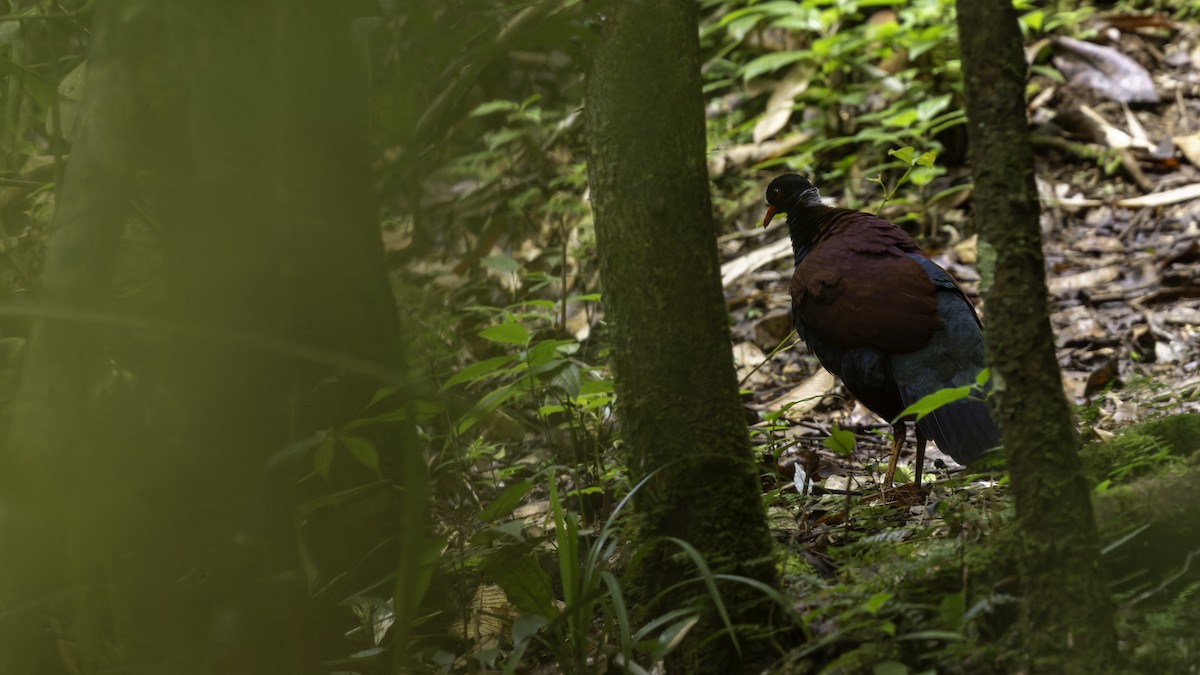 Pheasant Pigeon (Gray-naped) - ML623324200