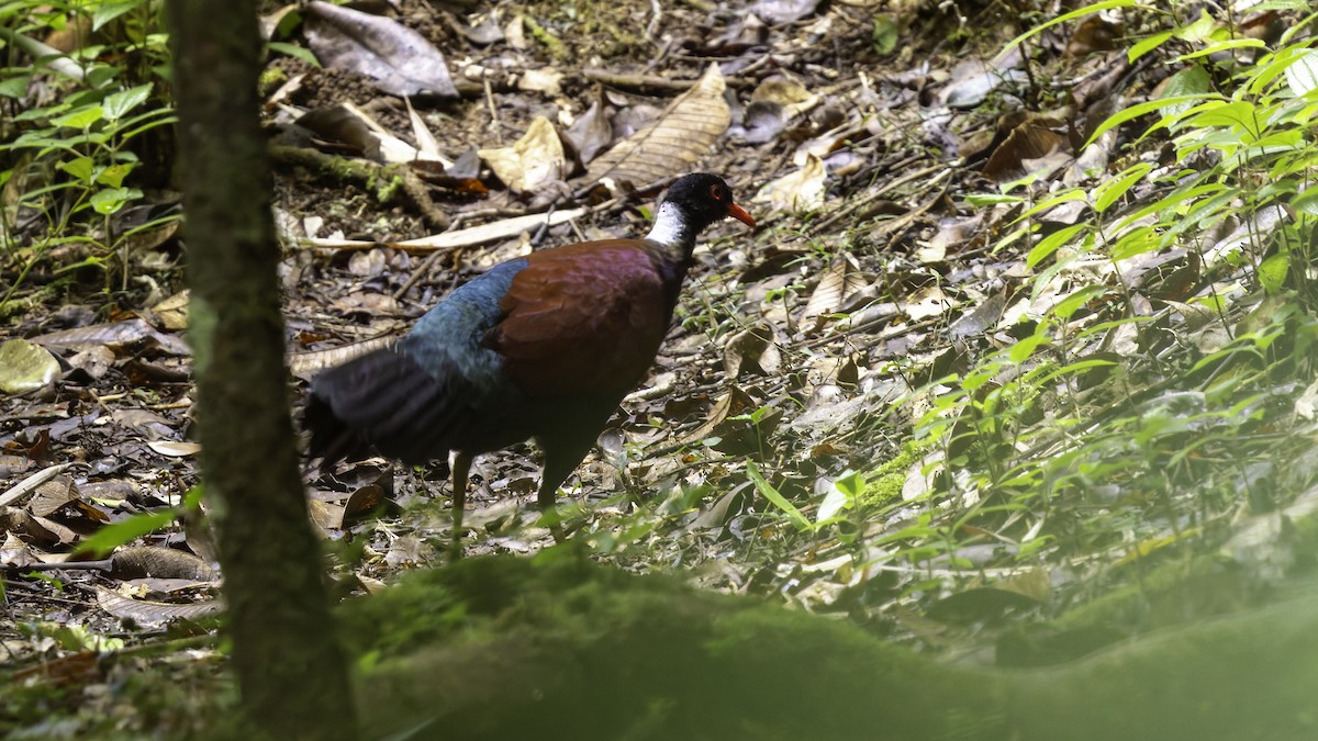 Pheasant Pigeon (Gray-naped) - ML623324207