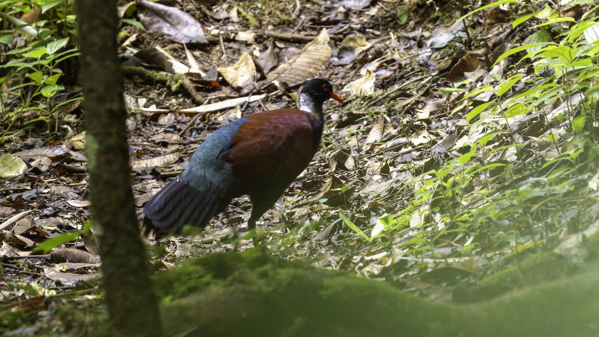 Pheasant Pigeon (Gray-naped) - ML623324211