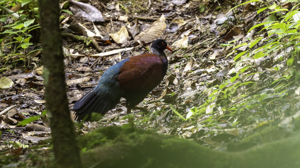 Pheasant Pigeon (Gray-naped) - ML623324218