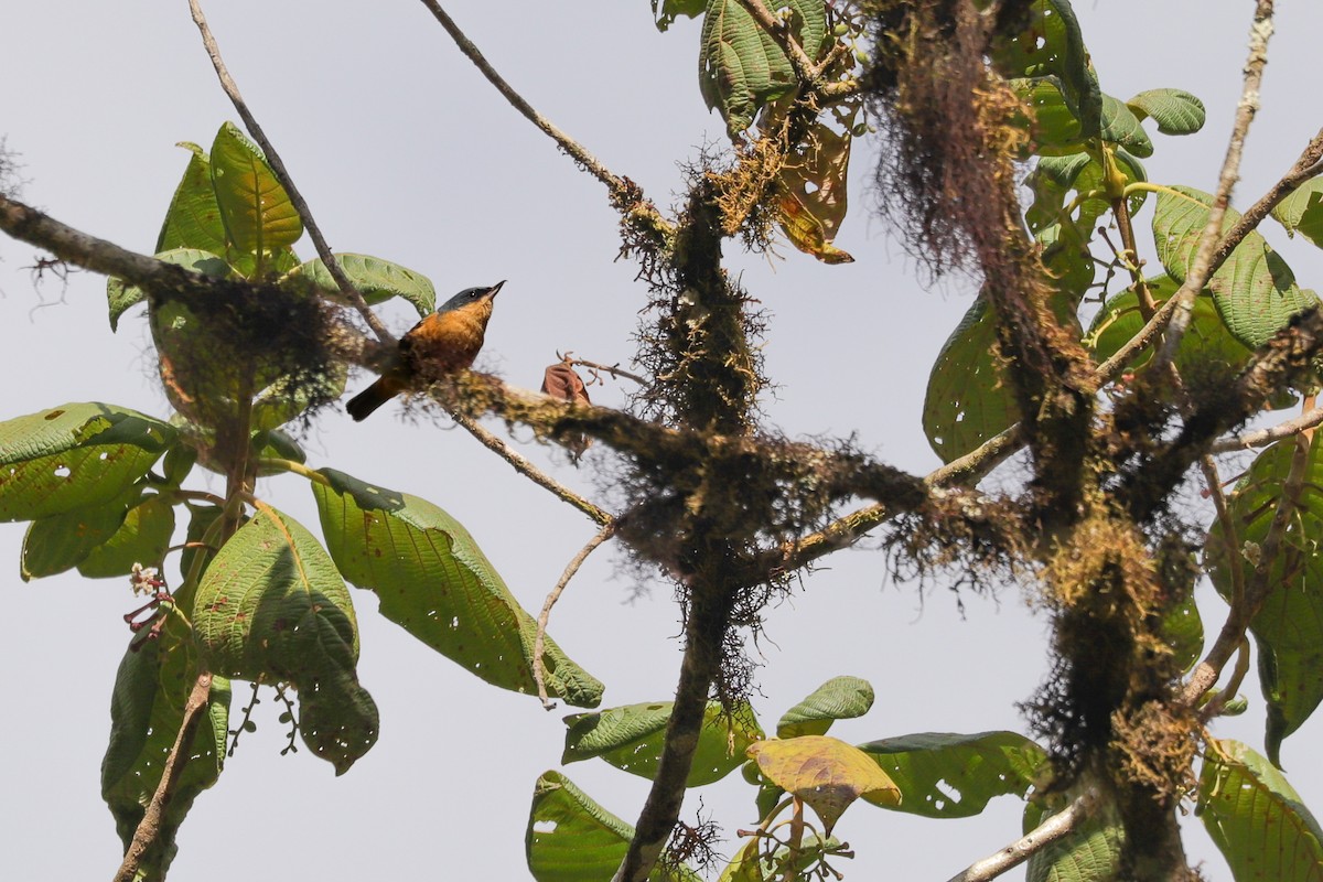 Rusty Flowerpiercer - ML623324221