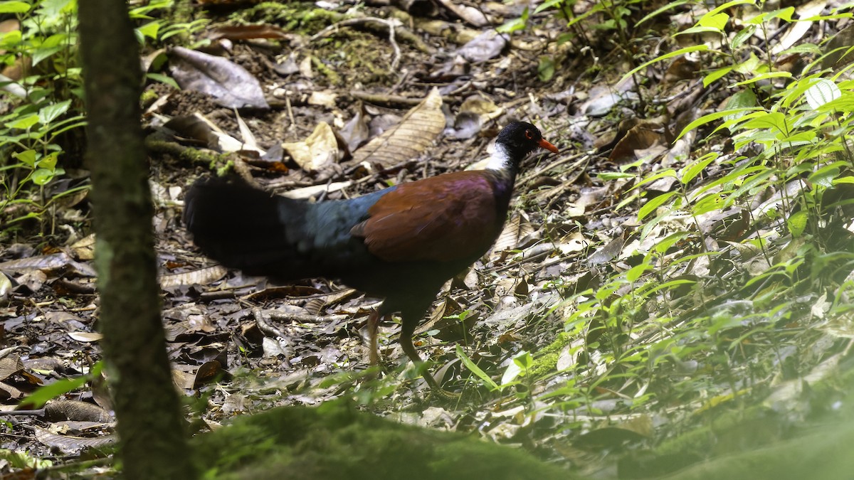 Pheasant Pigeon (Gray-naped) - ML623324222