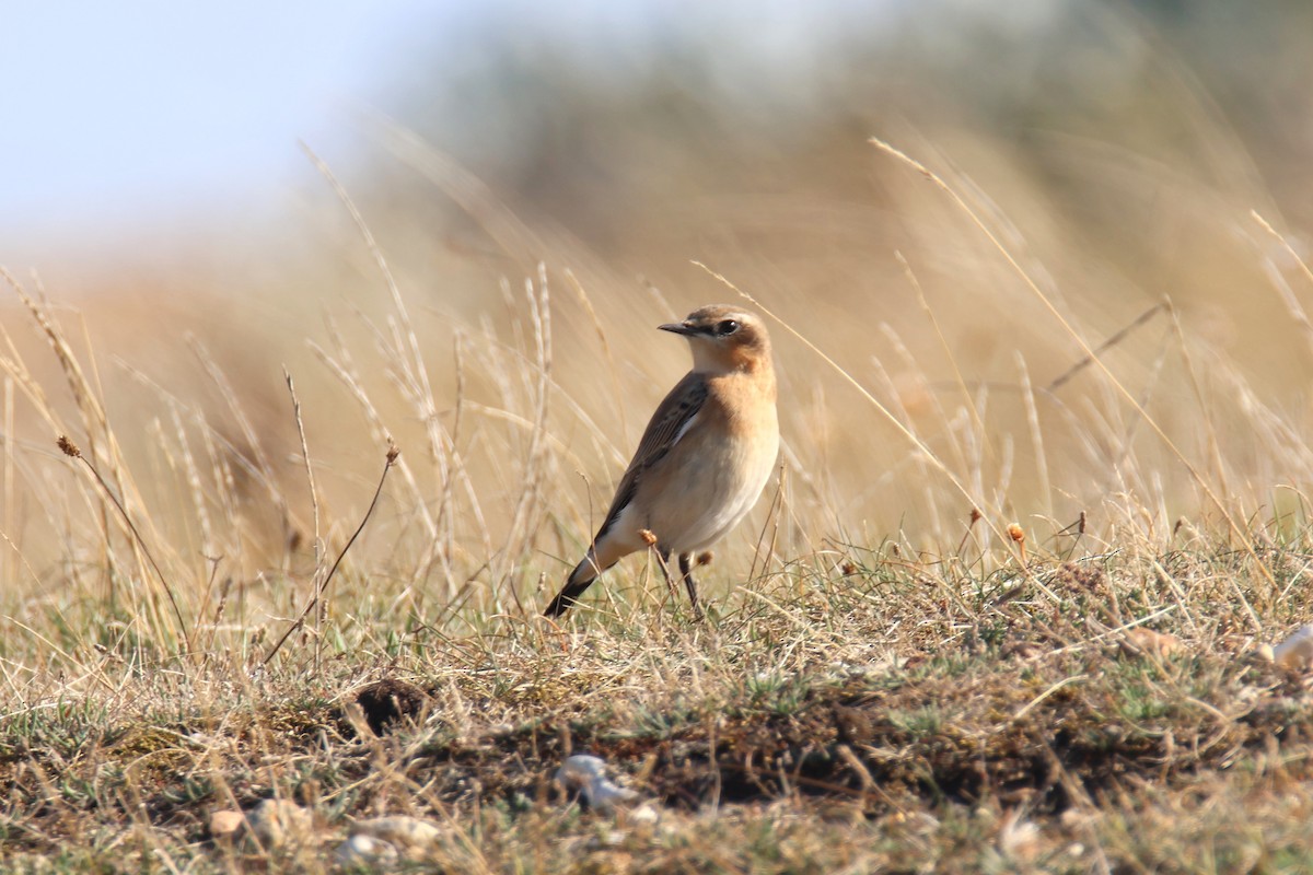 Northern Wheatear - ML623324223