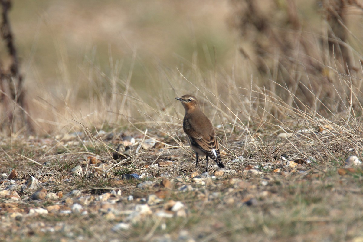 Northern Wheatear - ML623324224