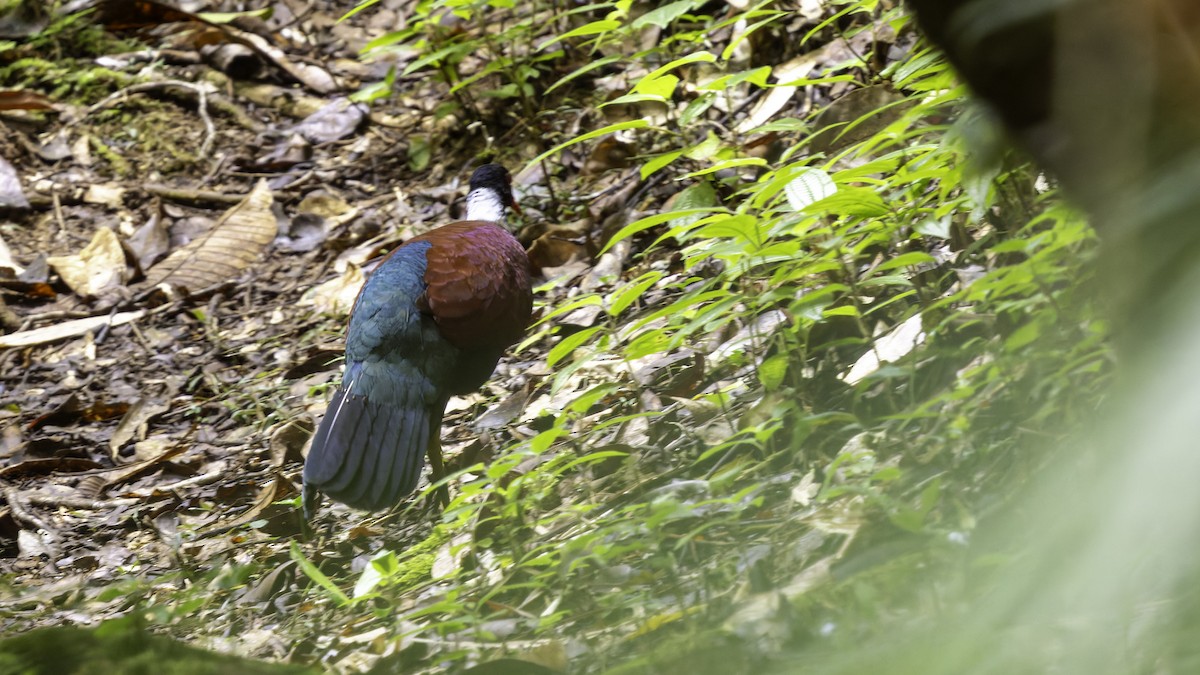 Pheasant Pigeon (Gray-naped) - Robert Tizard