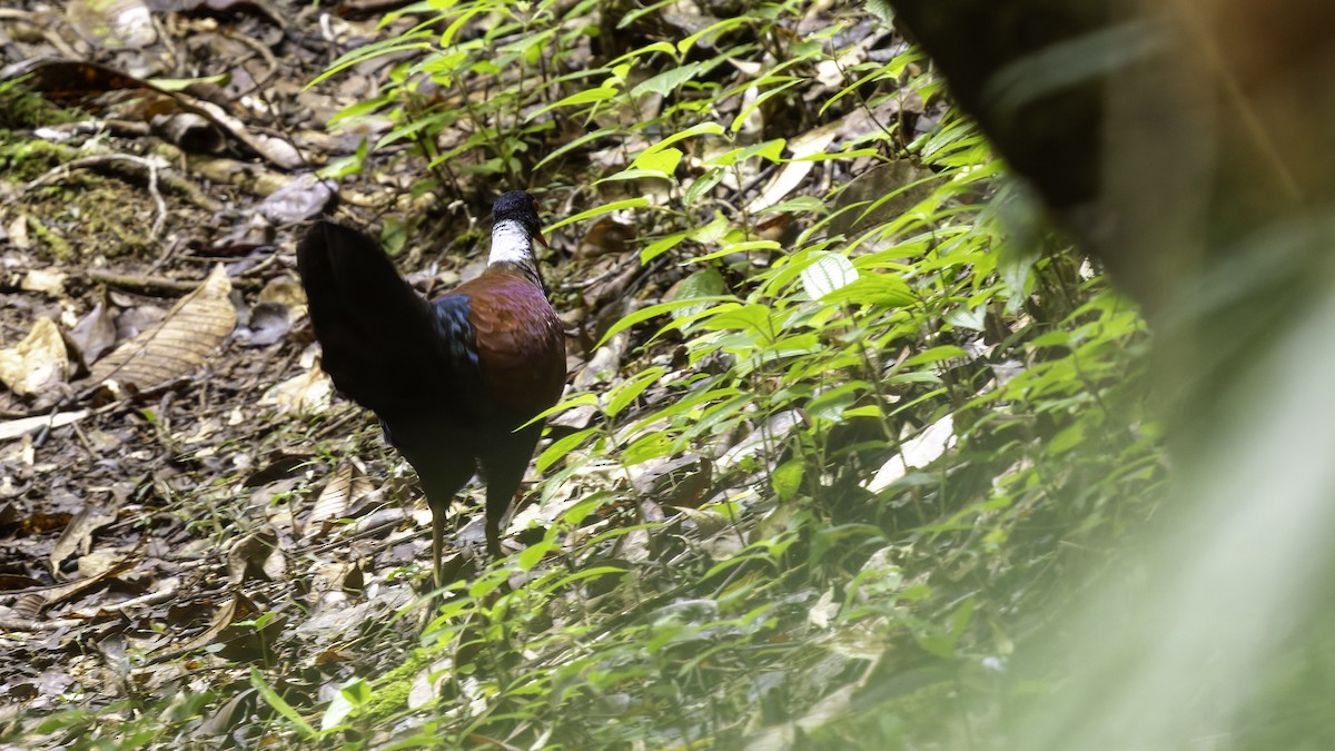 Pheasant Pigeon (Gray-naped) - Robert Tizard