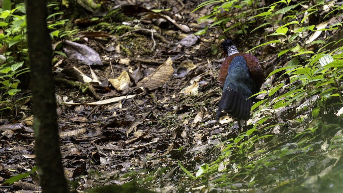 Pheasant Pigeon (Gray-naped) - ML623324230