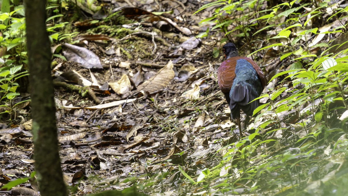 Pheasant Pigeon (Gray-naped) - ML623324235