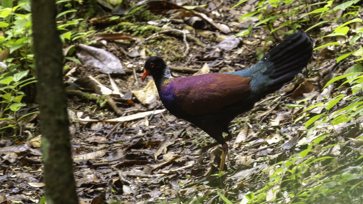 Pheasant Pigeon (Gray-naped) - ML623324237