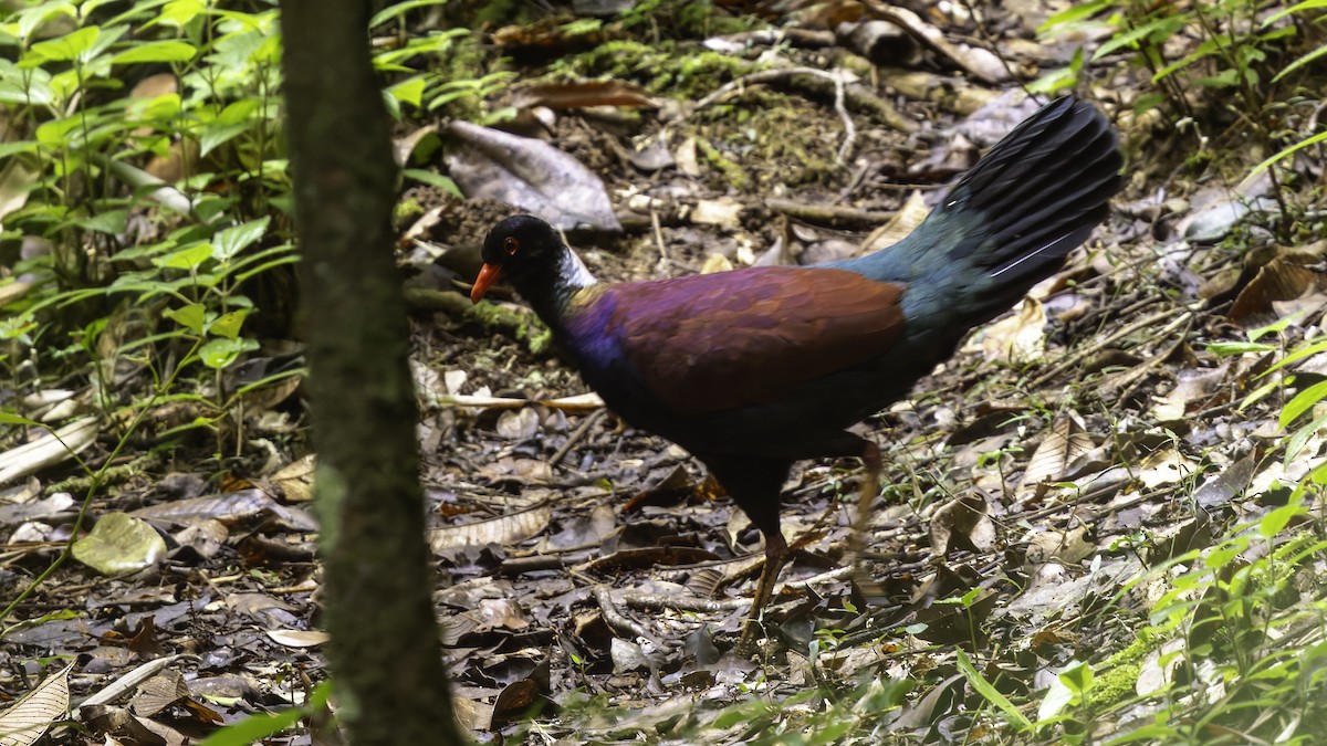 Pheasant Pigeon (Gray-naped) - ML623324238