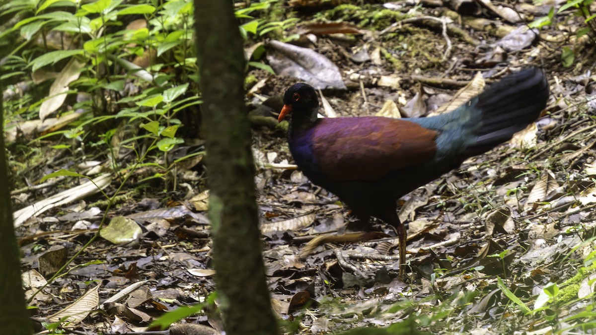 Pheasant Pigeon (Gray-naped) - ML623324244