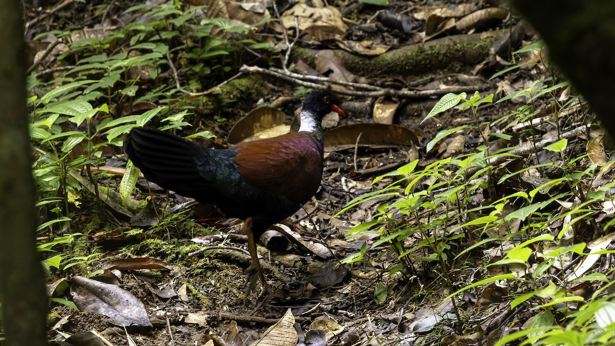 Pheasant Pigeon (Gray-naped) - ML623324252