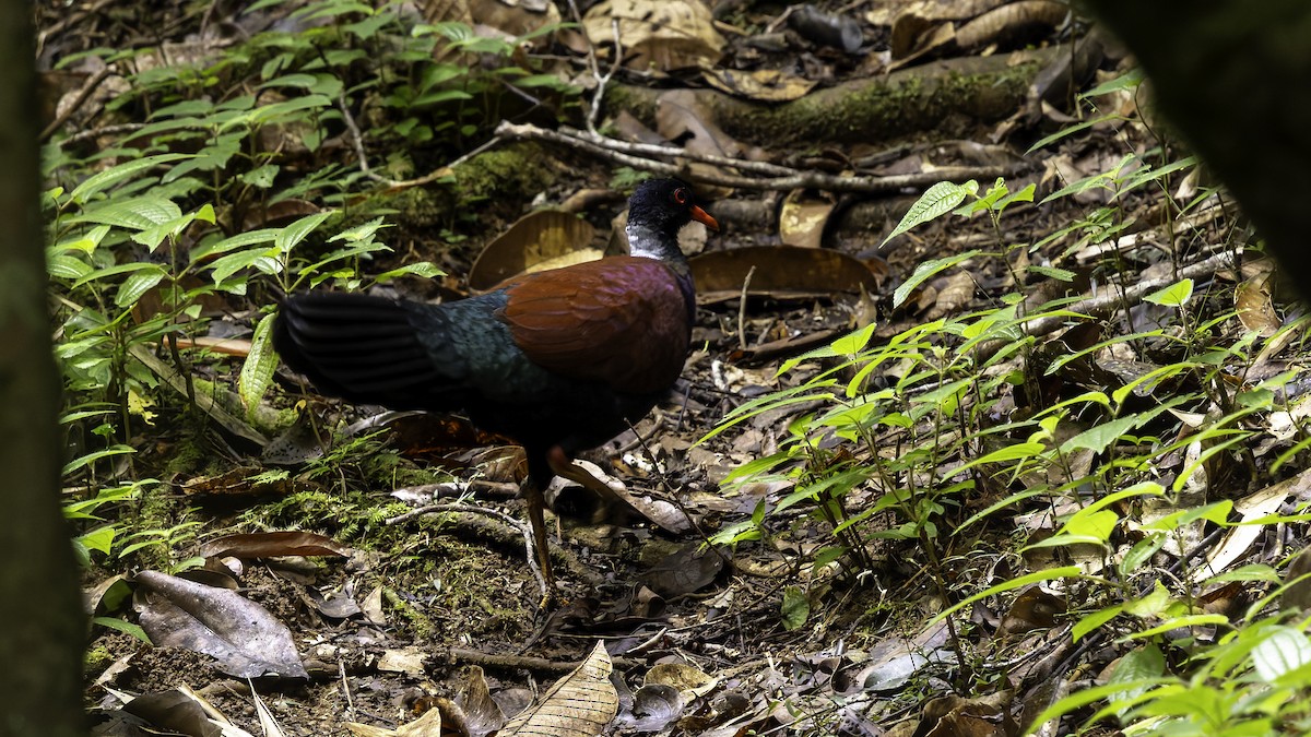 Pheasant Pigeon (Gray-naped) - ML623324258