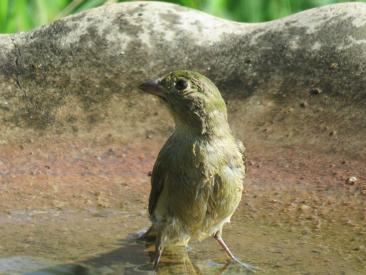 Painted Bunting - ML623324260