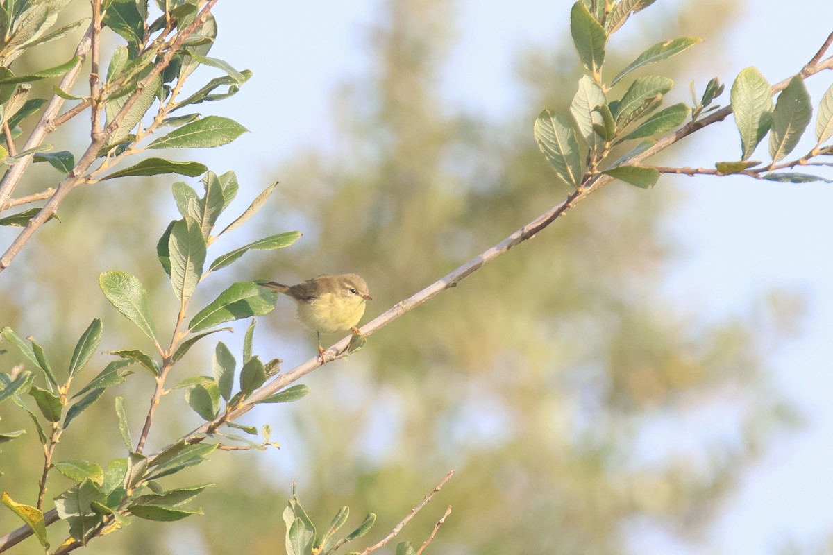 Willow Warbler - ML623324268