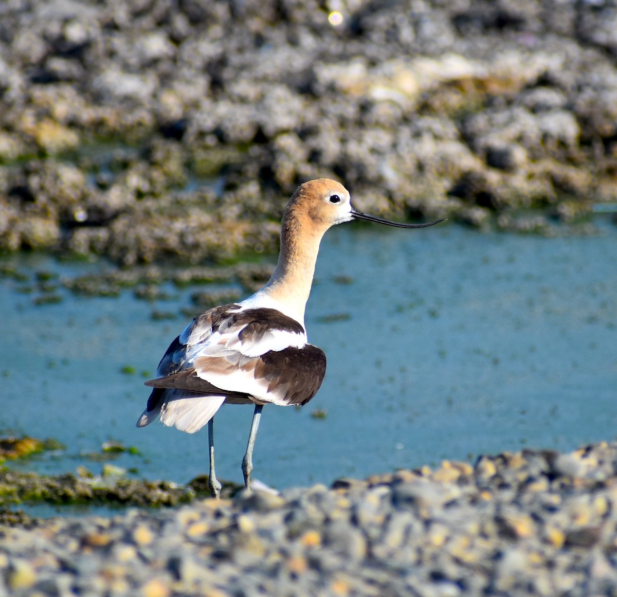 American Avocet - ML623324365