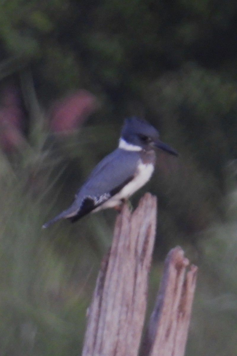 Martin-pêcheur d'Amérique - ML623324384