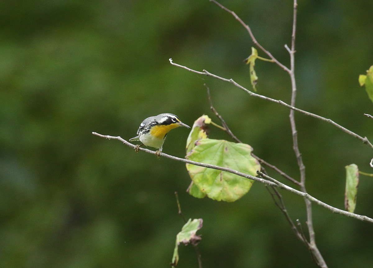Yellow-throated Warbler - ML623324386