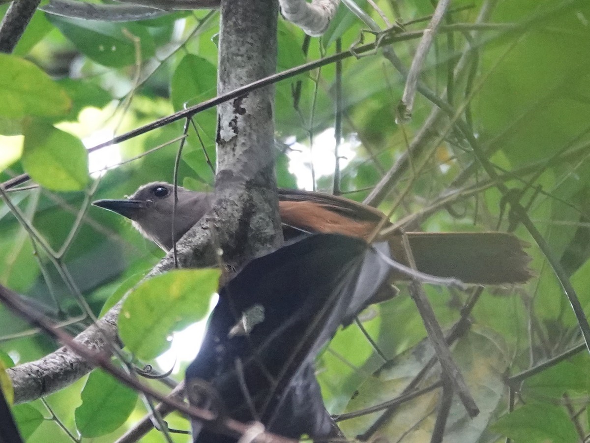 Raja Ampat Pitohui - ML623324476
