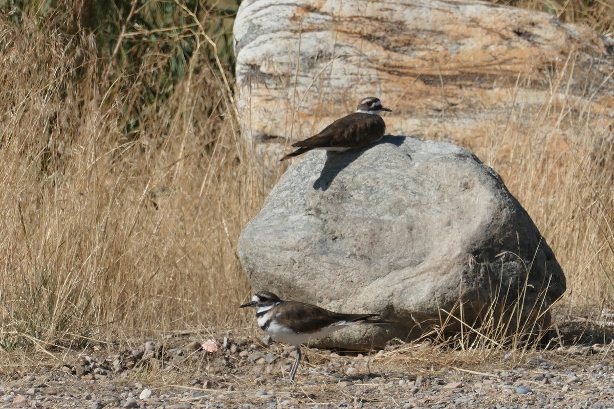 Killdeer - ML623324510