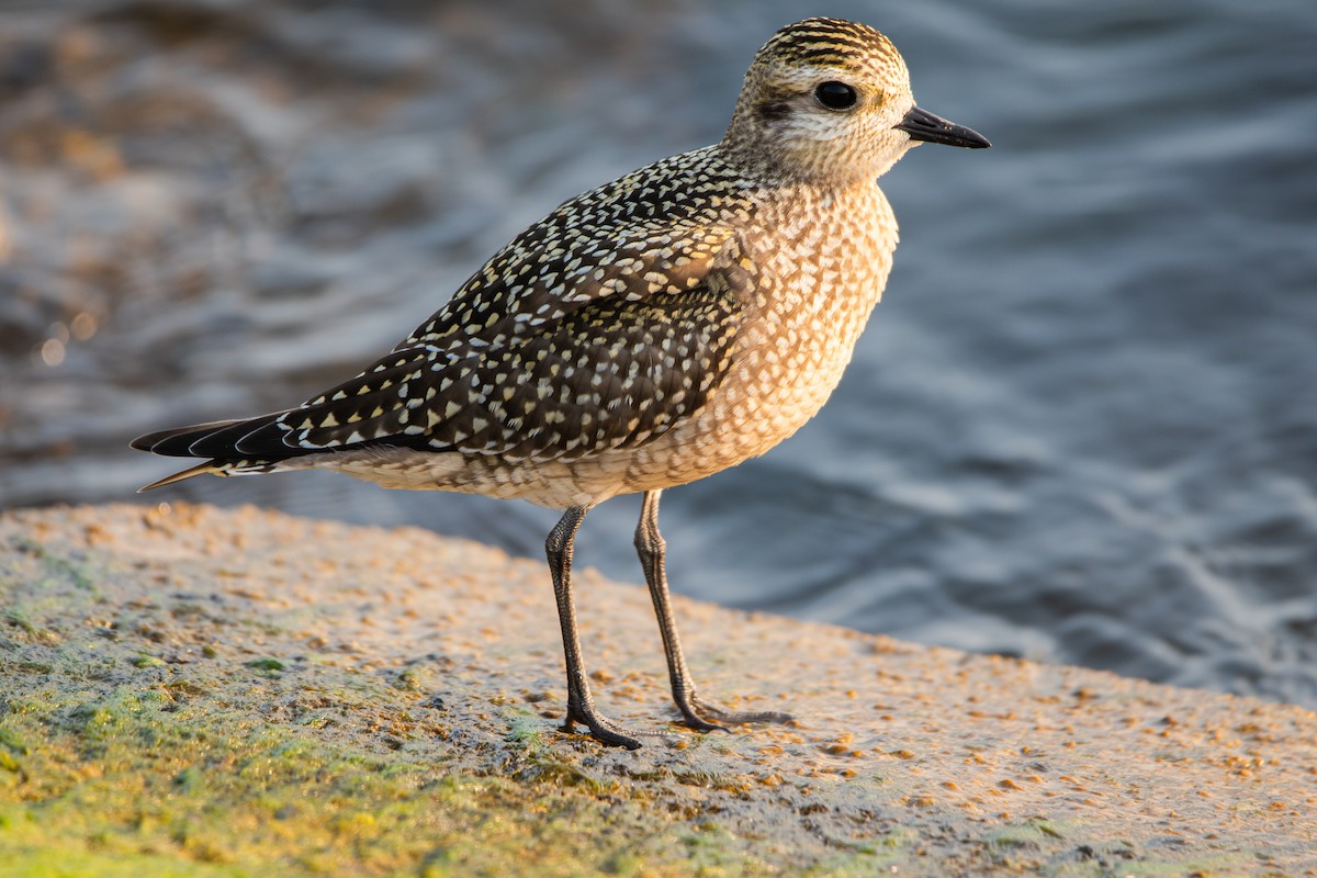 American Golden-Plover - ML623324524
