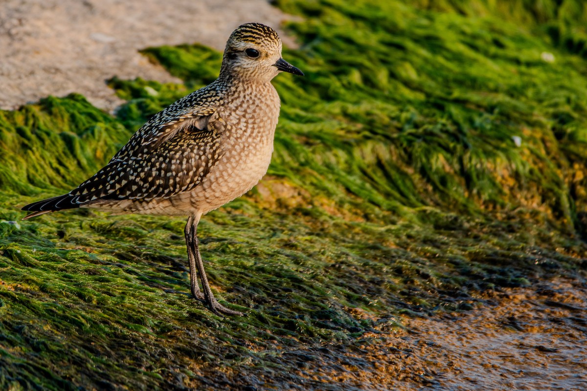 American Golden-Plover - ML623324526