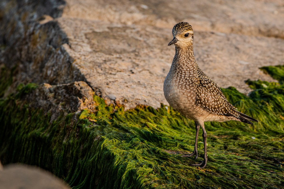 American Golden-Plover - ML623324527