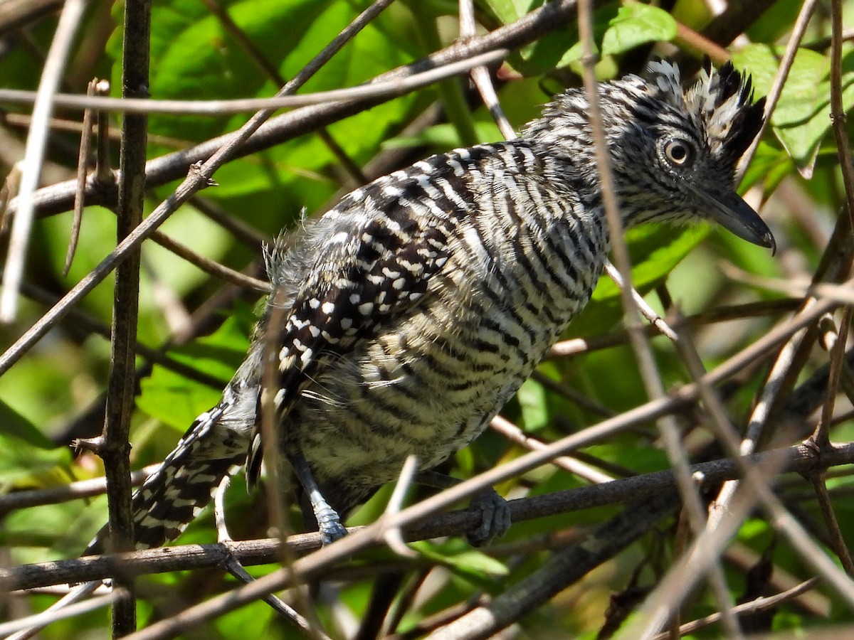 Barred Antshrike - ML623324568