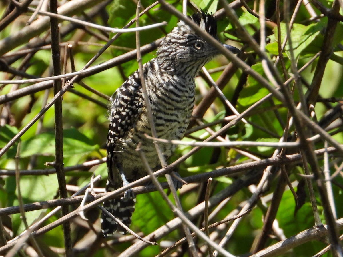 Barred Antshrike - ML623324569