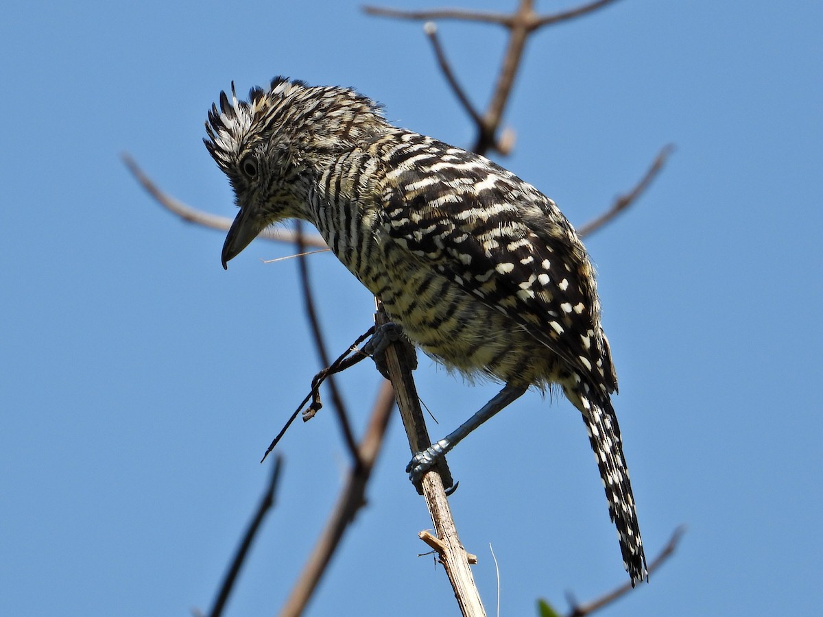 Barred Antshrike - ML623324571