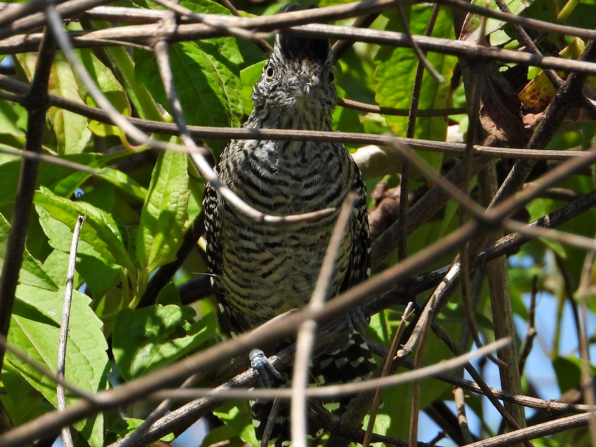 Barred Antshrike - Ramon Mena