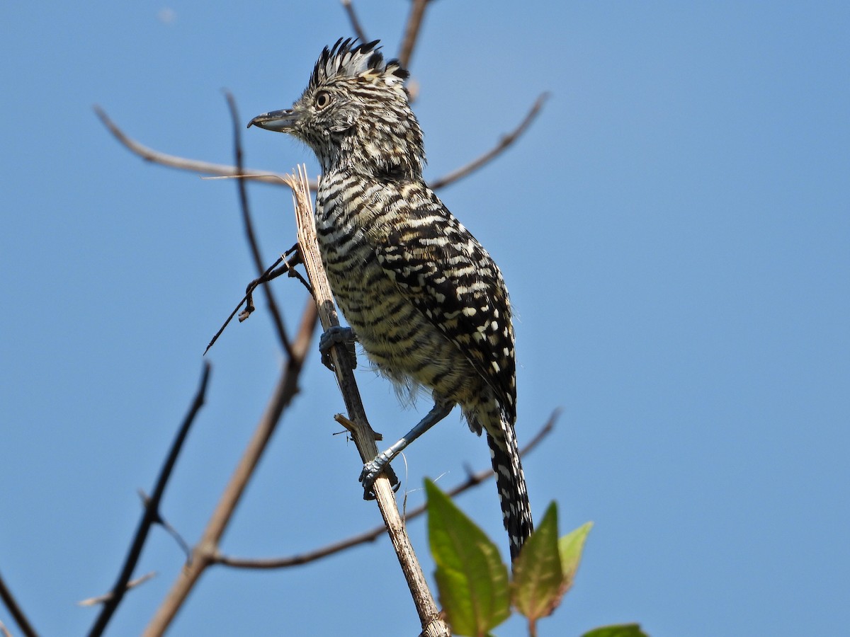 Barred Antshrike - ML623324573