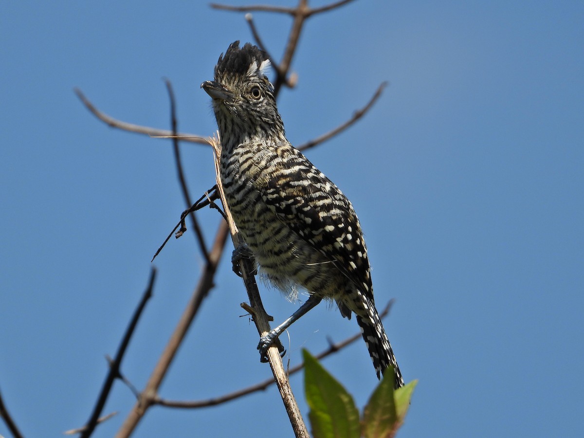 Barred Antshrike - ML623324575