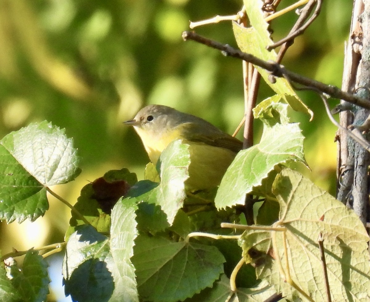 Nashville Warbler - ML623324583